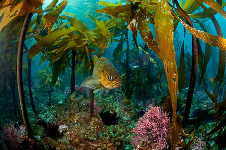 Scuba Diver's Guide to Channel Islands (Santa Barbara Aquatics)