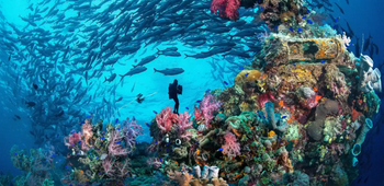 A reef in Chuuk Lagoon, circled in fish with a diver in the center.