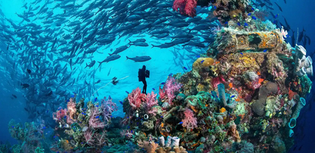 A reef in Chuuk Lagoon, circled in fish with a diver in the center.