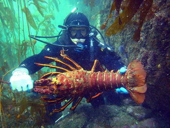 Diver holding up a lobster underwater