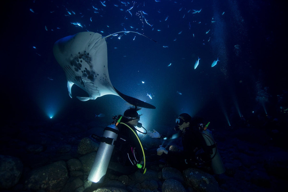 Night Diving 101: Santa Barbara Aquatics