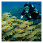 Underwater Kinetics SL4 eLED (L1) Dive Light