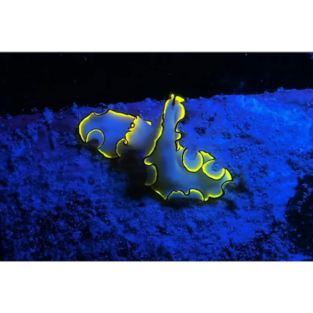 Sea Dragon Fluoro-Dual Beam