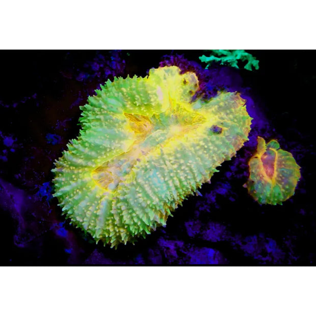 Sea Dragon Fluoro-Dual Beam